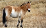 Przewalski konj